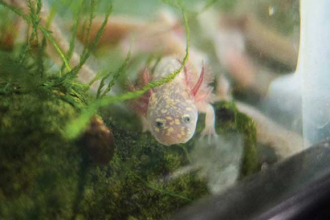 Barton Springs Salamander