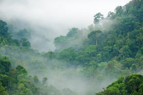 How To Celebrate World Rainforest Day