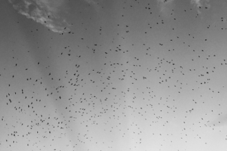 purple martins
