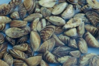 Zebra Mussels