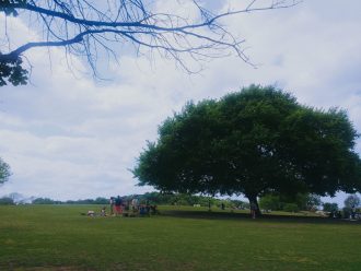 Zilker Park Oak Tree
