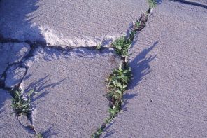 Grass In Concrete